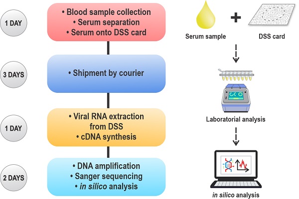 Modelo do processo, desde a análise de amostragens de manchas de soro seco (DSS) até a análise do sequenciamento genético.