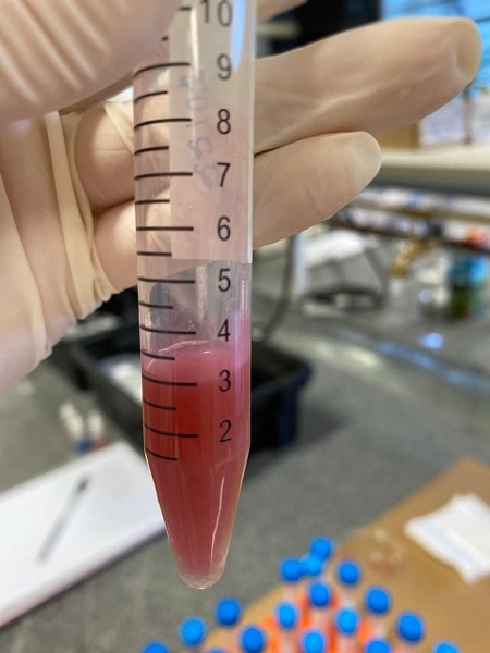 Reação química de identificação do níquel nas amostras